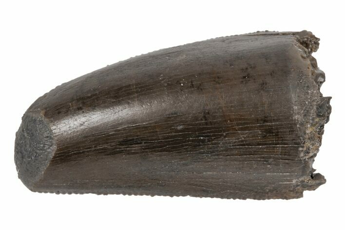 Serrated Dinosaur (Allosaurus) Tooth - Colorado #218324